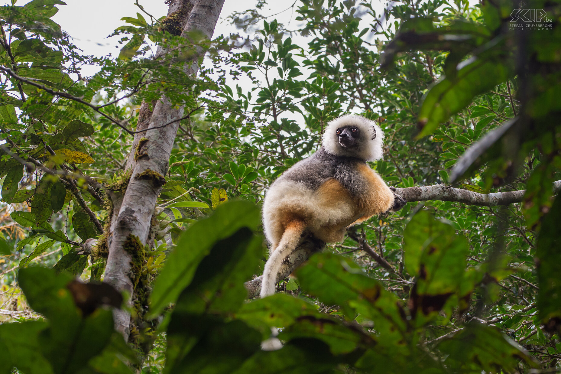 Andasibe - Diadeemsifaka We troffen ook een grote groep prachtige diadeemsifaka’s aan. De diadeemsifaka (Diademed sifaka,  Propithecus diadema) is een bedreigde sifaka soort. Ze leven in groepen van twee tot tien dieren en ze verdedigen hun eigen grondgebied. Stefan Cruysberghs